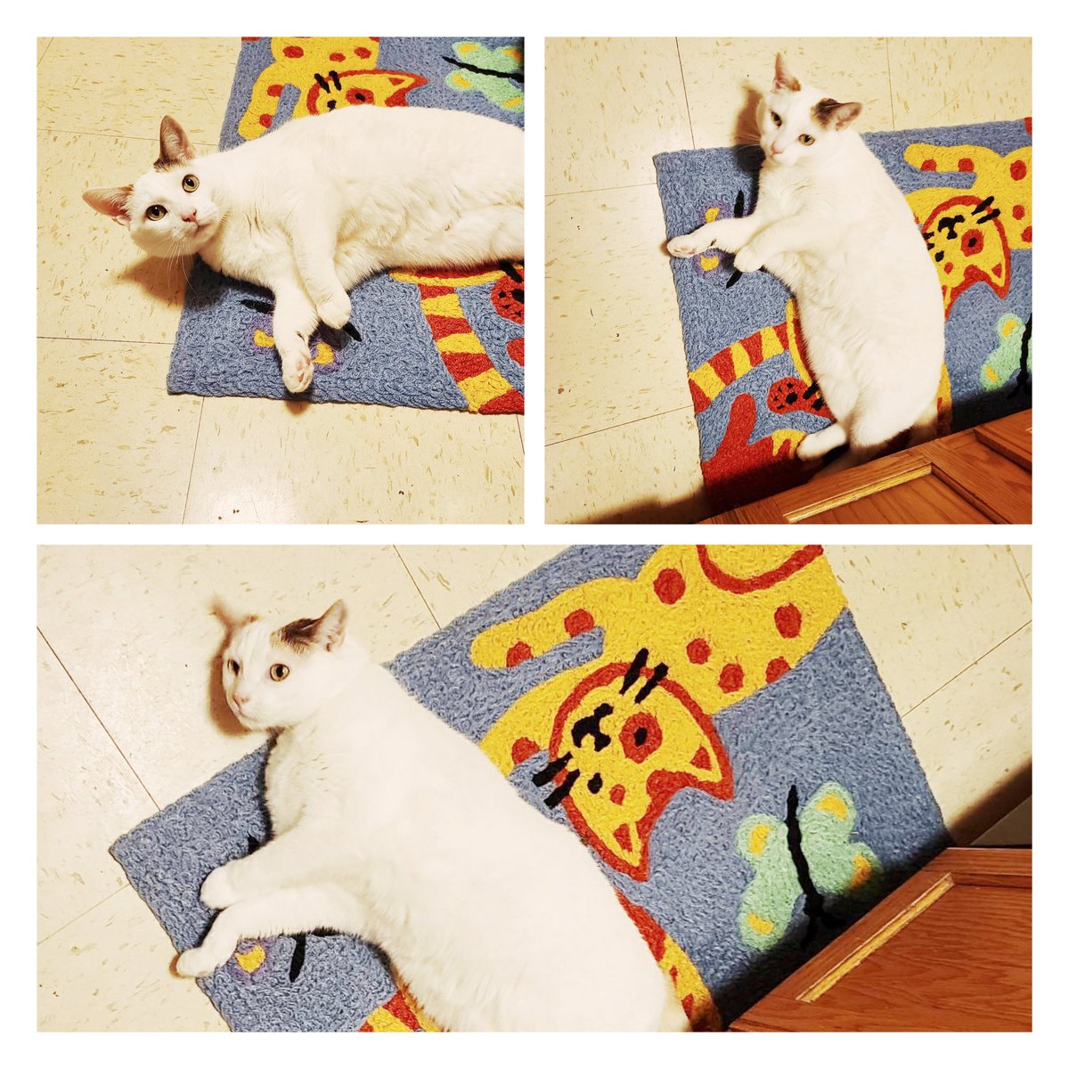 Thank you Jenn for the product photos of my rug art with a live furry model. 😁
#artlicensing #illustrator #rugart #jellybeanrug