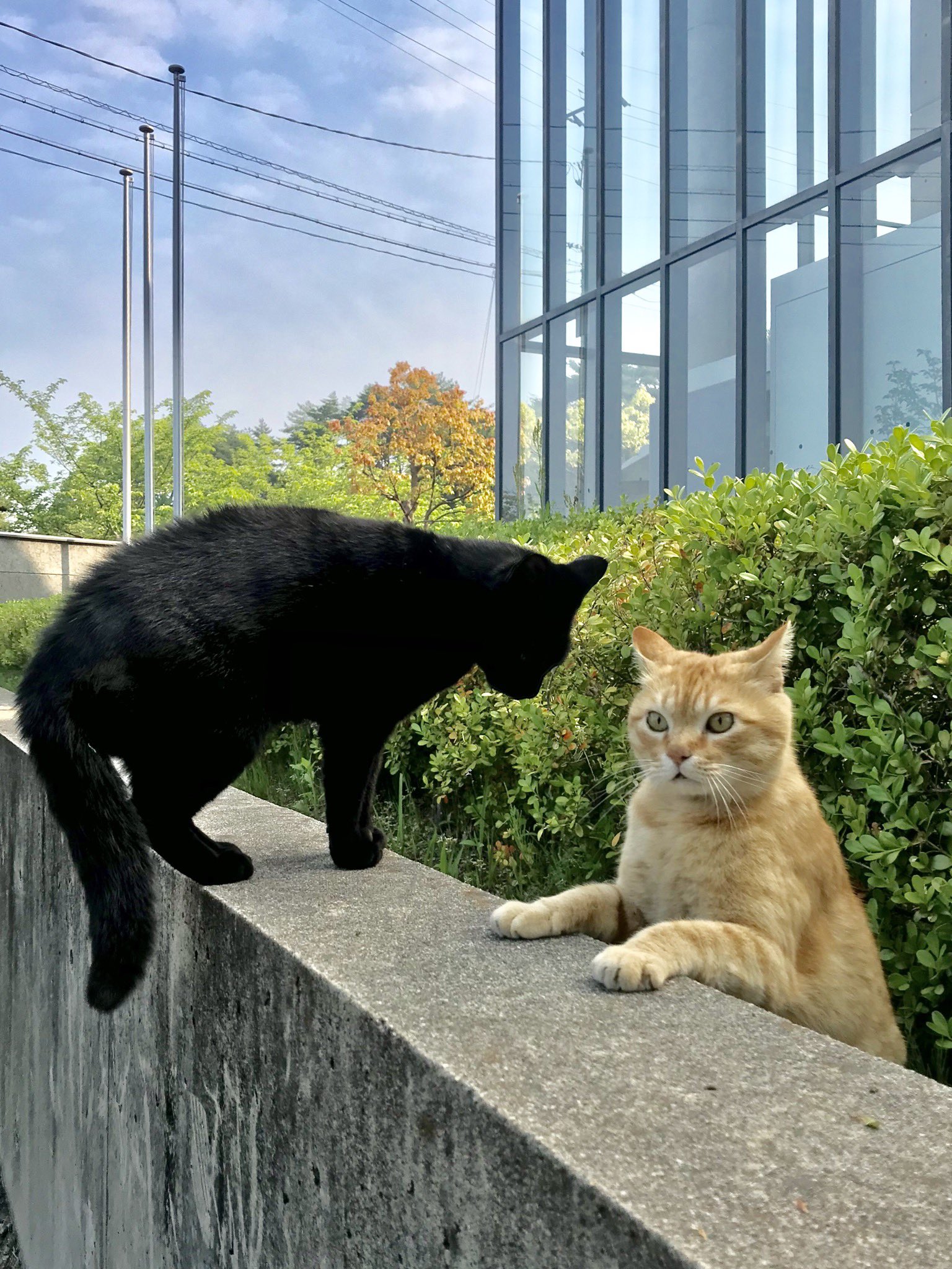 絵画『座った猫』ヘイ平山画 絵画『座った猫』ヘイ平山画 美術品・
