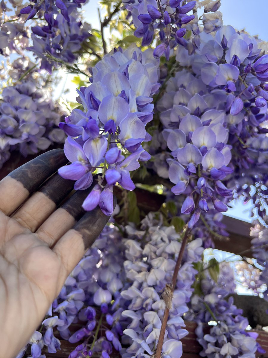 Todays medicine: Wisteria. 
A reconnection to softness, tenderness and sensuality. Welcoming intimacy that is vulnerable requires courage, discernment and self love. And is supported by embodying the feminine qualities of beauty and grace.