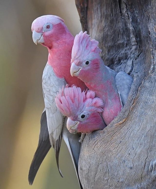 Pink Cockatoo.