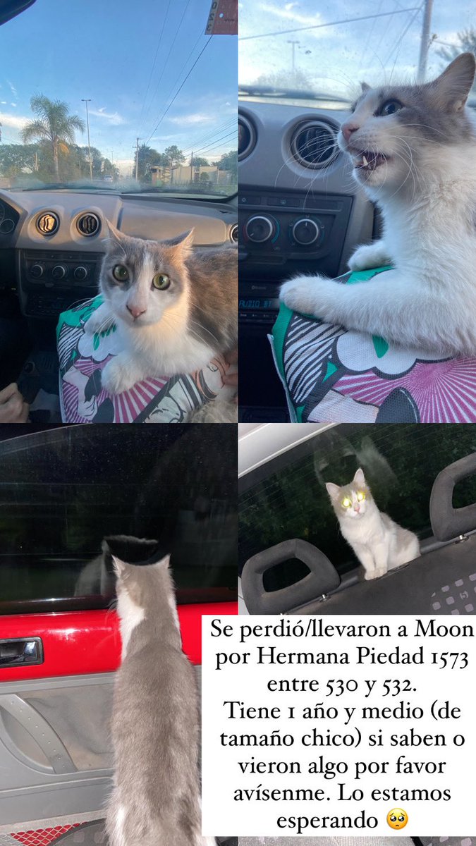 SEGUIMOS BUSCANDO A MOON, por favor si alguien sabe algo o lo ve avísenme 2346304434 
Lo extrañamos mucho! agradezco si pueden difundir con un RT ❤️