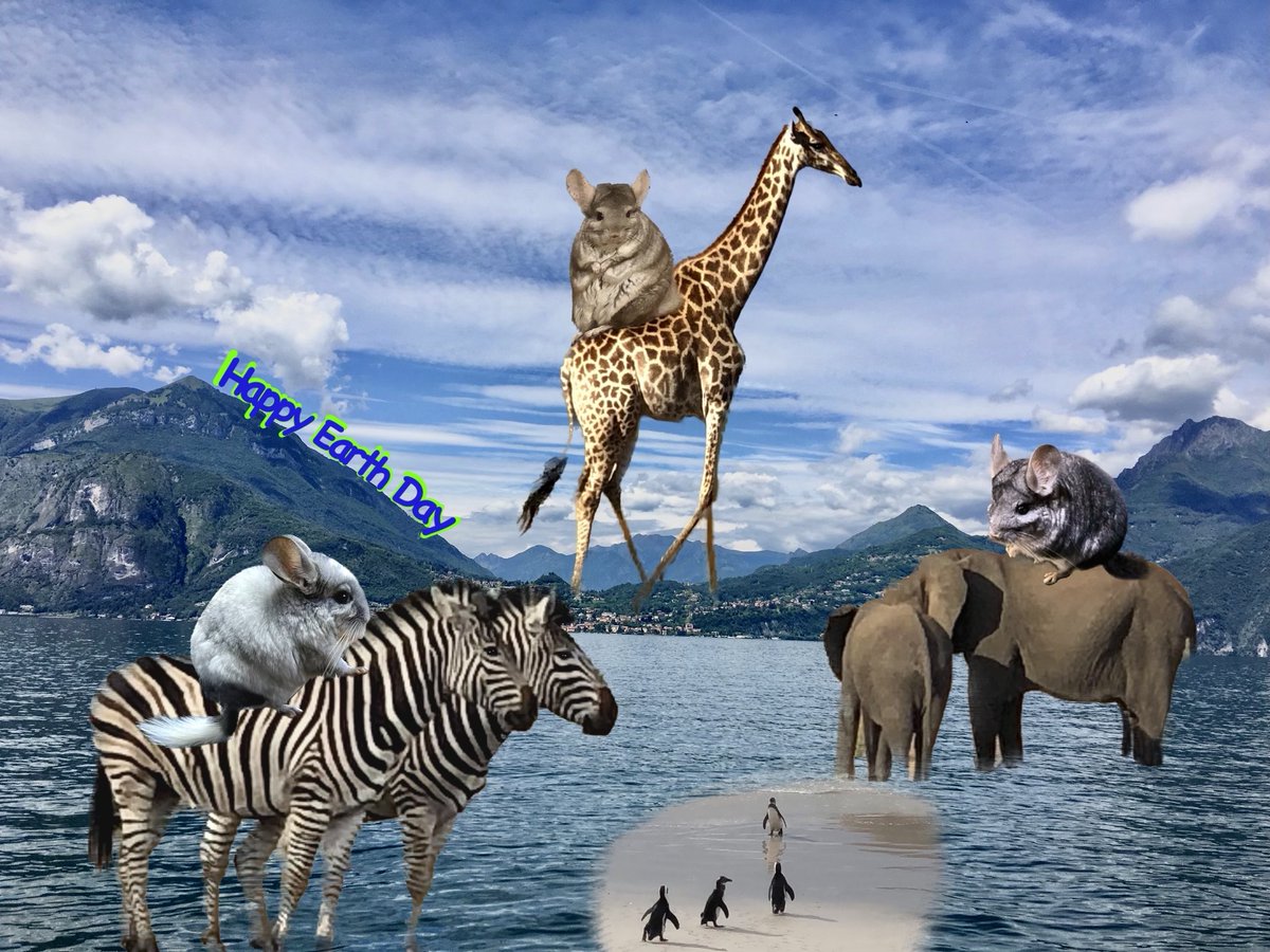 cafechilla's tweet photo. Happy Earth Day from Chinchilla Café  🌍🐭🦒🐘🐧🦓⛰️🌊 https://t.co/MHg5i7PZq7