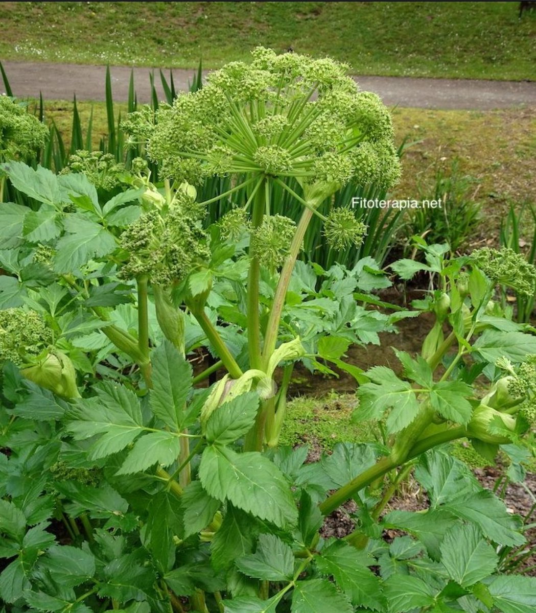 david handal Ponce tweet media