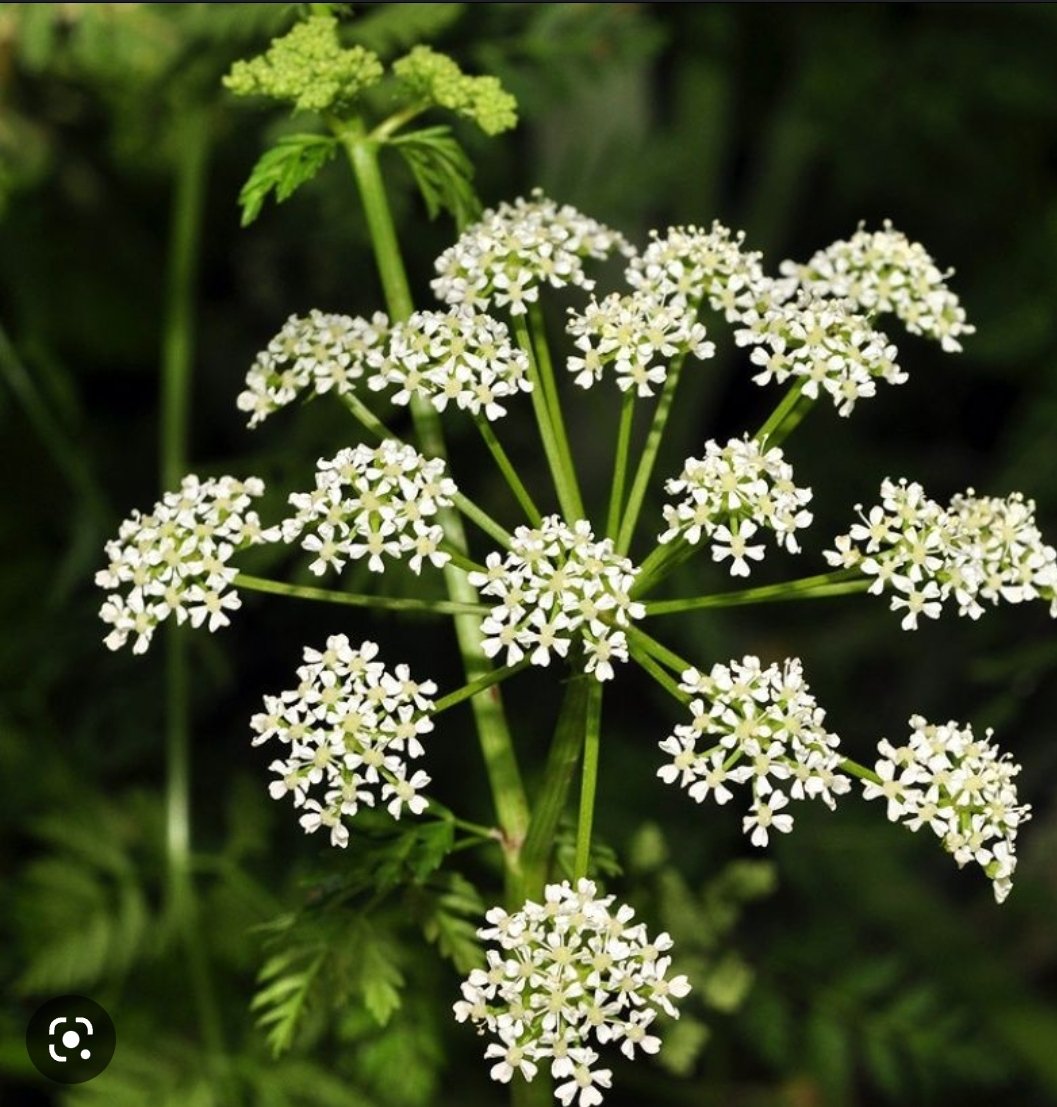 david handal Ponce tweet media