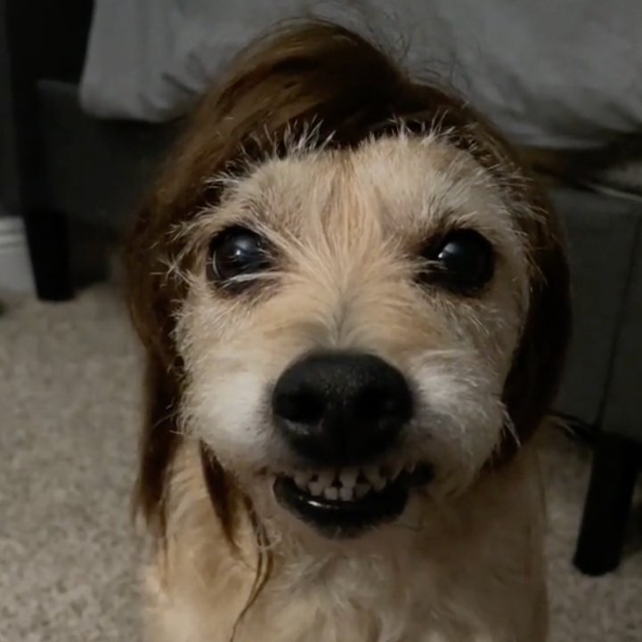 Smonk A. Bonk tweet media