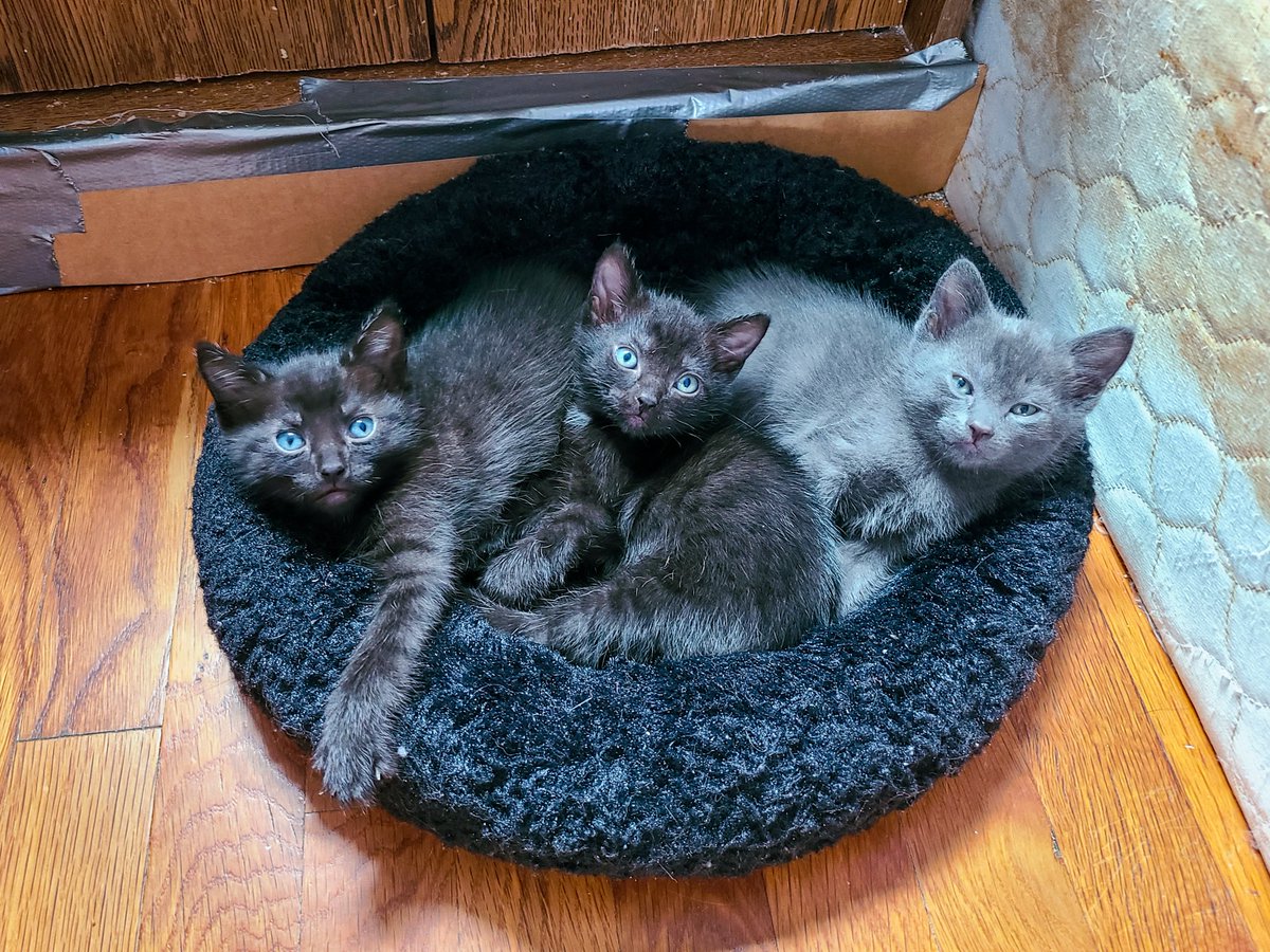 tinykittencoven's tweet photo. Updating my pinned post because I changed my handle on here and on instagram! Here's where else to find me on social media, as well as my petsitting business, foster wishlist, and where to adopt my foster kittens!  

https://t.co/Z1mZEVwyeM https://t.co/AxuwdRbx69