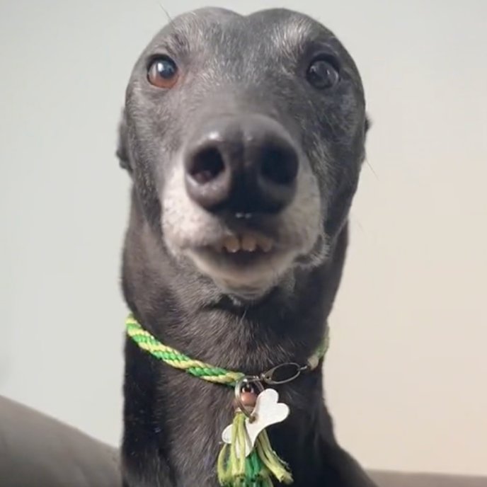 Smonk A. Bonk tweet media