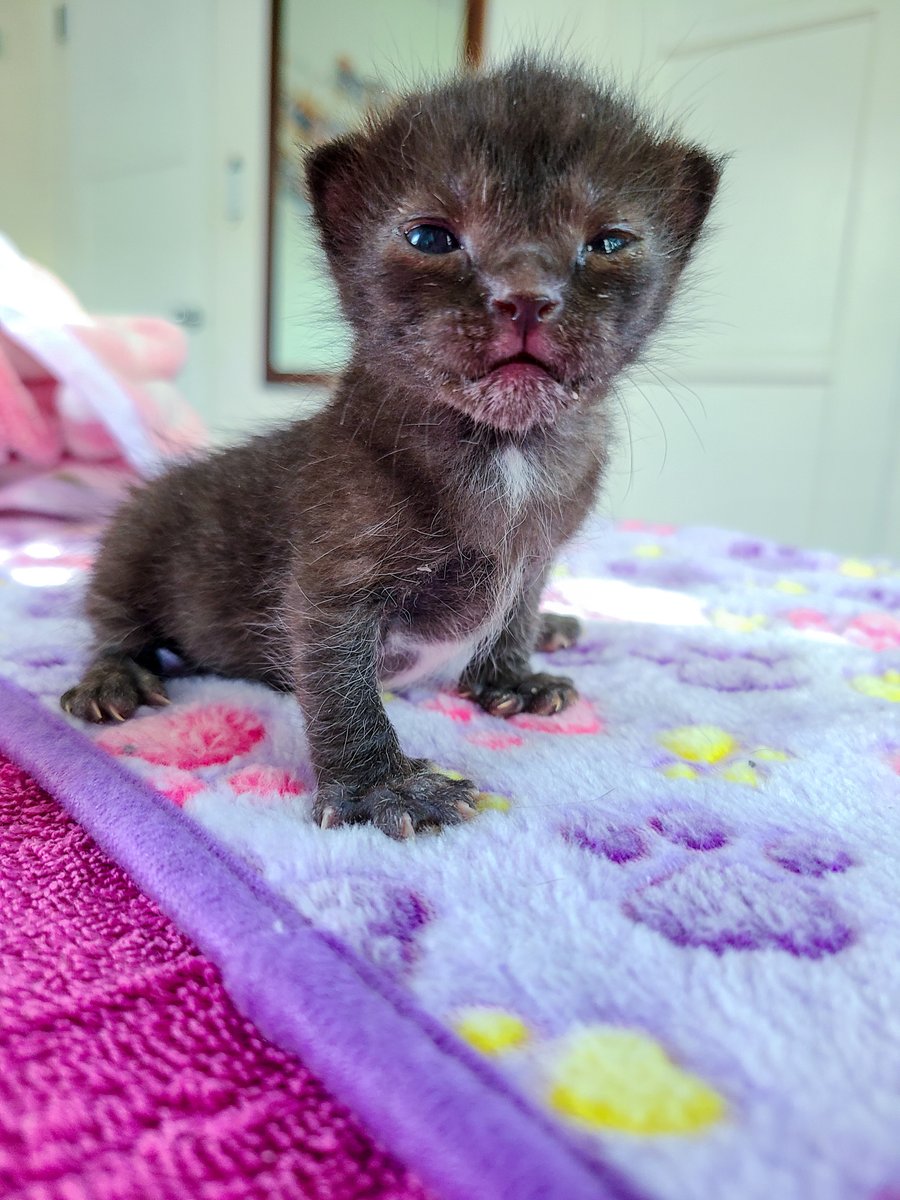 tinykittencoven's tweet photo. Updating my pinned post because I changed my handle on here and on instagram! Here's where else to find me on social media, as well as my petsitting business, foster wishlist, and where to adopt my foster kittens!  

https://t.co/Z1mZEVwyeM https://t.co/AxuwdRbx69