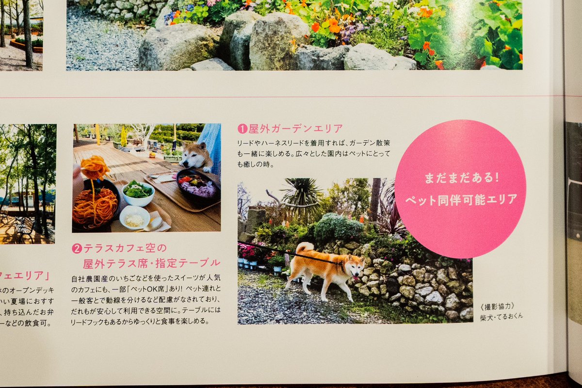 teruo_contrail's tweet photo. 鹿児島の情報誌リープのドッグガーデンSORAを紹介するページに載ってるから、鹿児島の人は見てね！ってこれ言ってみたかったー
#柴犬 
#テルオ https://t.co/1GRnz70CMq