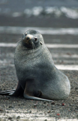 shouldhaveaseal's tweet photo. @operagxofficial Seal? https://t.co/rmPOHTje9F