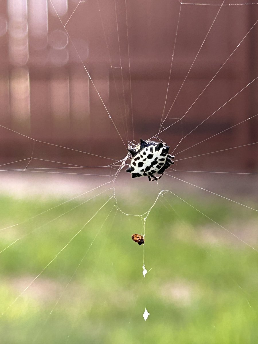 David Villarreal tweet media