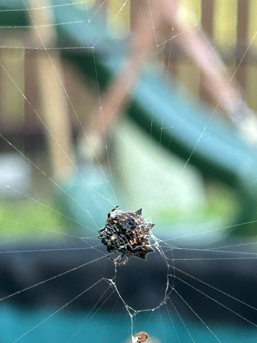 David Villarreal tweet media