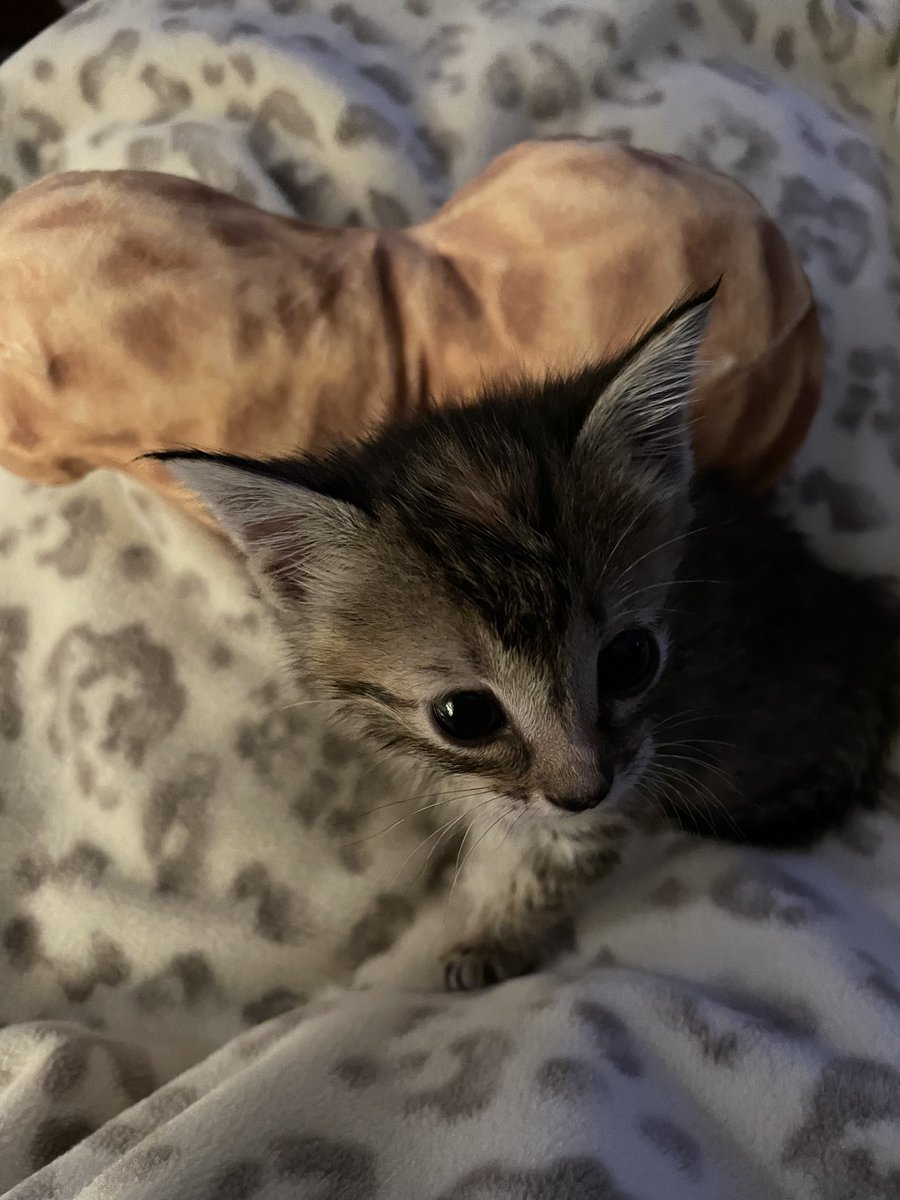 BumbleTus's tweet photo. Peanut and her peanut! 🥜 https://t.co/SKJEtAyqET