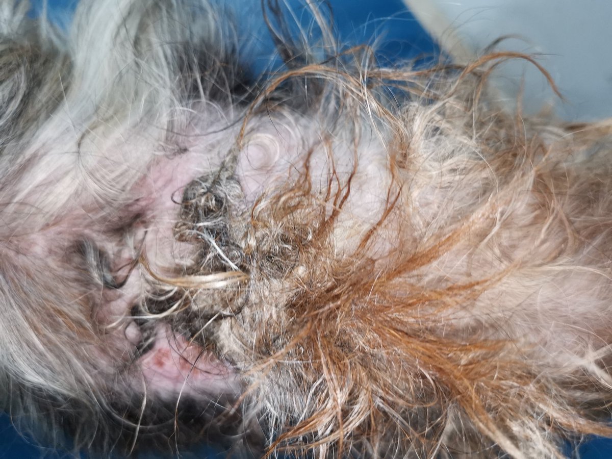 ArelyJimenez's tweet photo. Cabe resaltar que la perrita tenía ya la condición de ojo seco y no lo trataba y aparte ella fue la que le hizo el baño que le lastimó los ojitos.
La audacia y sin vergüenza de algunas personas.
Adjunto foto de como me la trajo a consulta. https://t.co/eVyOJeOlwF
