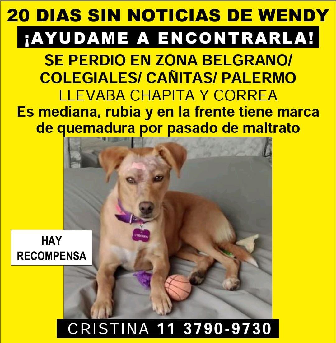 Tabyta201's tweet photo. 🙏🙏La vieron a Wendy por Las Cañitas/Palermo, 21/04, ayer. Pero la dueña no tiene ayuda para buscarla.
Gente que viva por Luis Maria Campos y Maure, estén ALERTAS🙏🙏 https://t.co/16SxBWhTgE