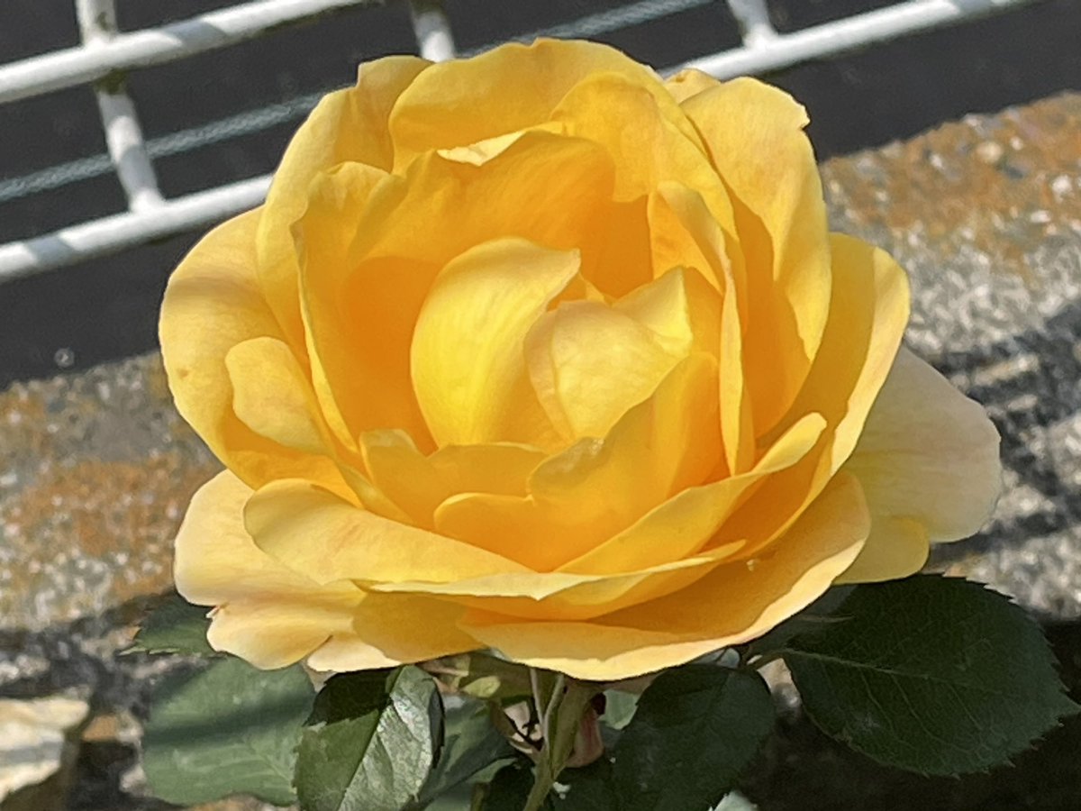 mako55truth's tweet photo. いちばんに咲いたバラは『カスクドール』
👇

https://t.co/ojo6RPg7EM
#バラ #カスクドール #ガーデニング #roses #デルバール #金色の冠 https://t.co/rv75vRx6Kb