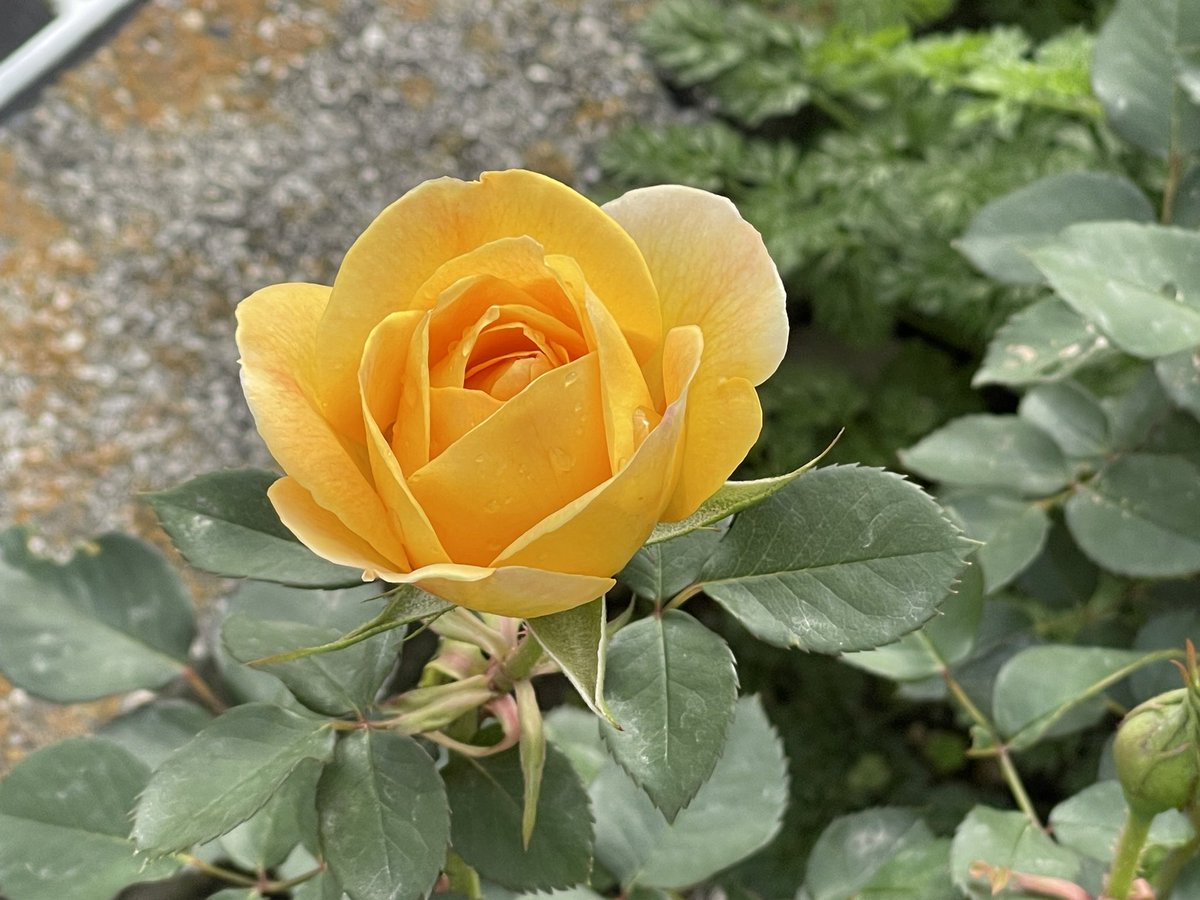 mako55truth's tweet photo. いちばんに咲いたバラは『カスクドール』
👇

https://t.co/ojo6RPg7EM
#バラ #カスクドール #ガーデニング #roses #デルバール #金色の冠 https://t.co/rv75vRx6Kb