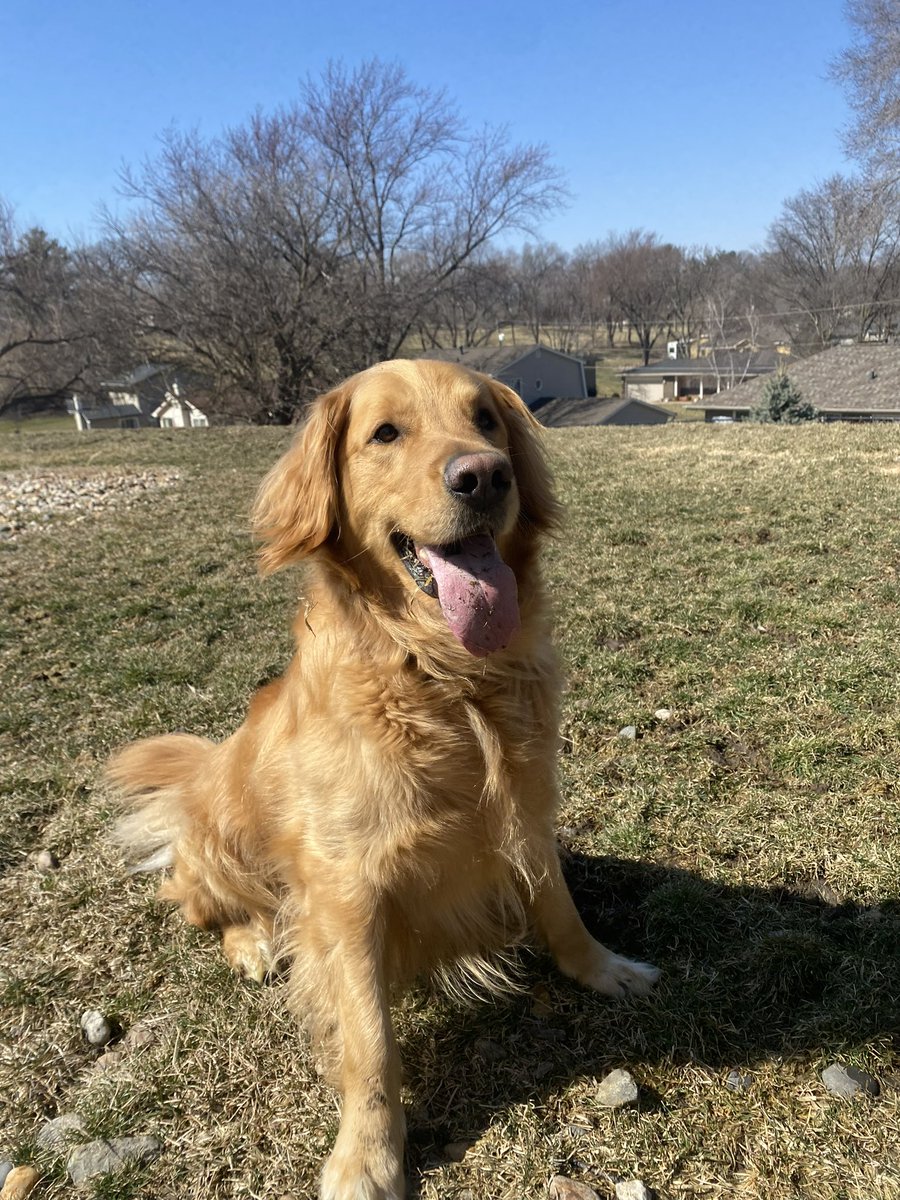 Louie is here for #weekendsmiles <a href="/GoldretrieverUS/">Golden Retriever Channel</a> <a href="/CuteGoldens/">Golden Retrievers</a>