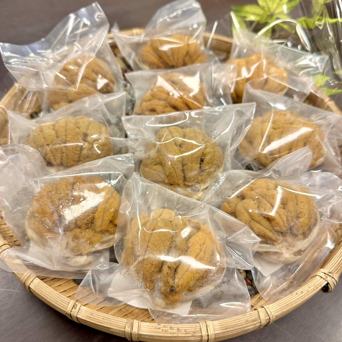 ookawauoten's tweet photo. 4/23
2023年新ものうに貝焼入荷！

岩手県産の新ものうに貝焼が入荷しました！四倉本店、泉店、エスパルいわき店で取り扱います。いわき夏の味覚を是非ご利用ください。
#大川魚店 
#大川魚店四倉本店 
#大川魚店泉店 
#大川魚店エスパルいわき店 
#うに貝焼 
#いわき https://t.co/Rn88d8CBAL