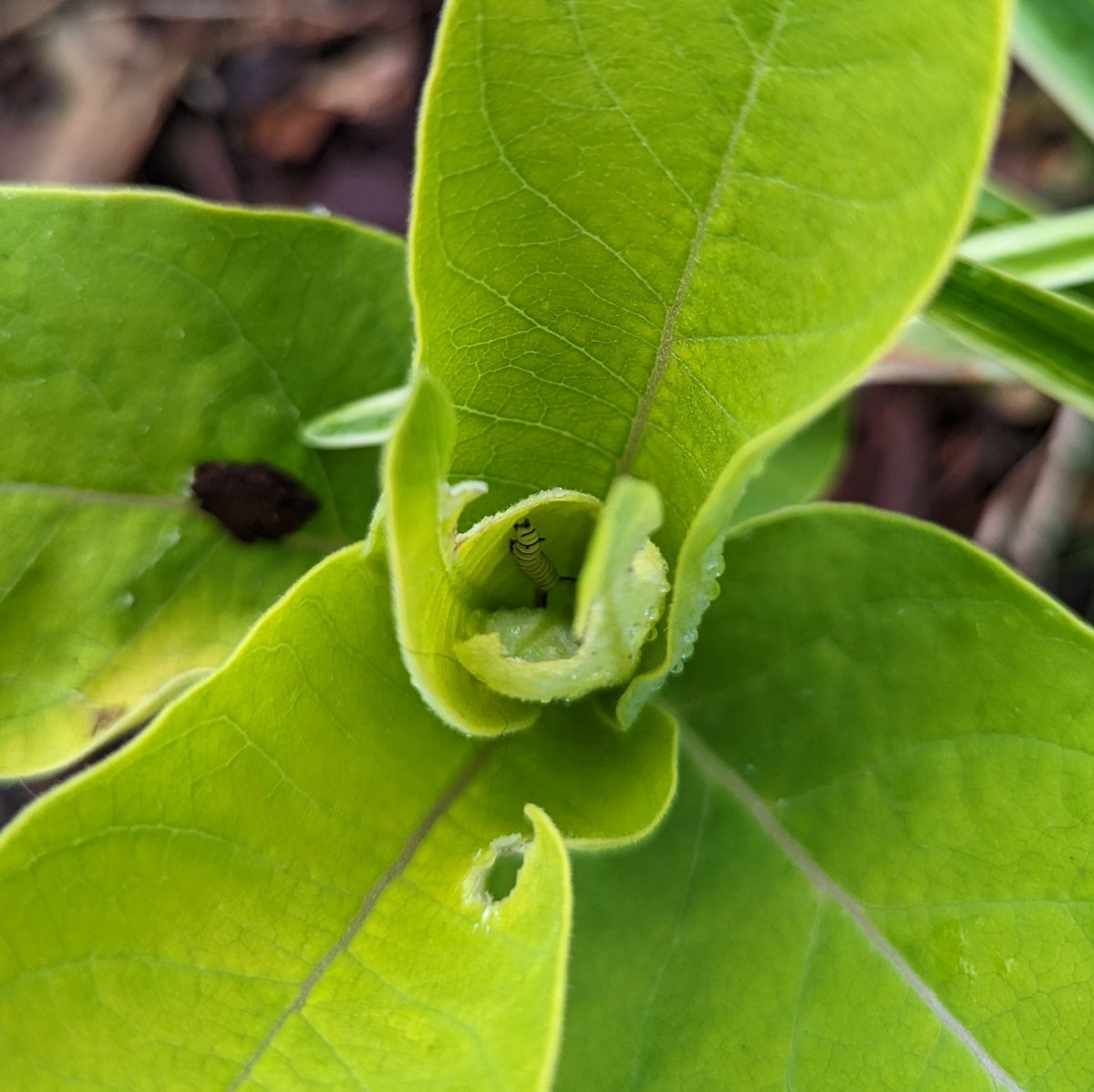 LaLoNelson1's tweet photo. It's Earth Day and our milkweed plants already have very tiny Monarch butterfly caterpillars. https://t.co/38IZjrbPoH
