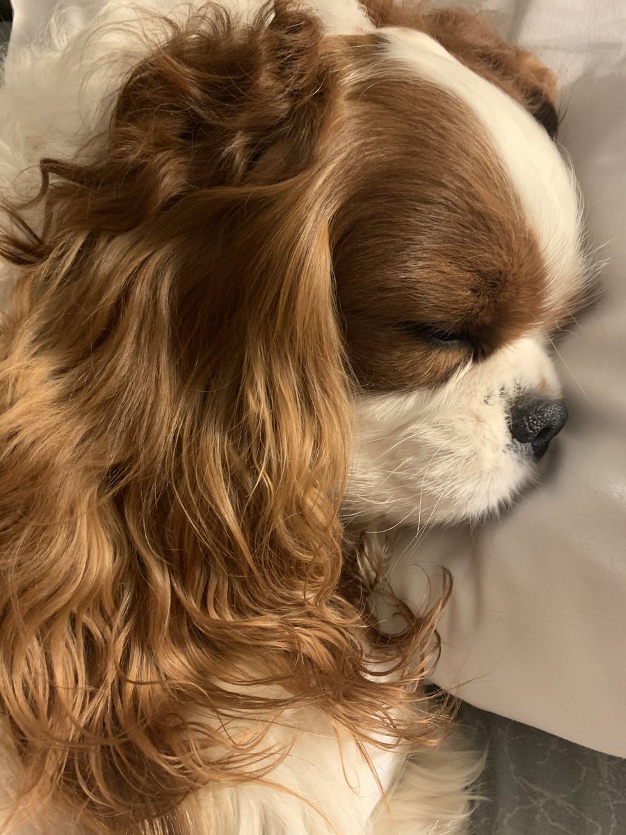 twaniimals's tweet photo. https://t.co/2kgVOIRpl5