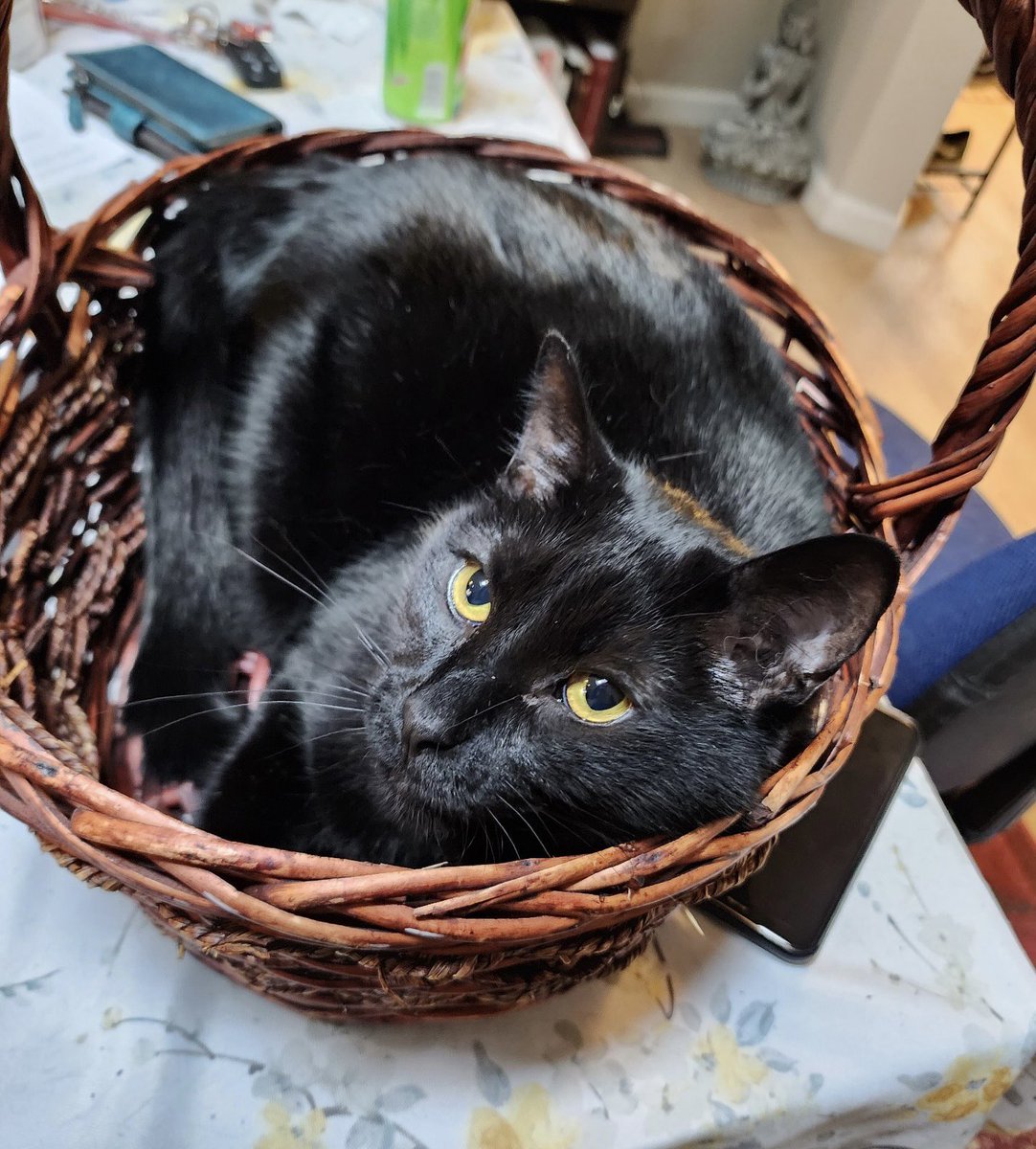 Dunkaru_LoL's tweet photo. 🧺 🐈‍⬛ https://t.co/YHYQq6jG38
