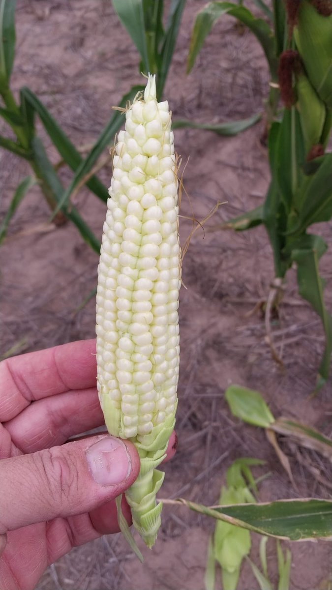 DiegoHugoPerez's tweet photo. El q agarro 50 mm mas, fecha de siembra de 5/1 vs 20/1
Uno no se cosecha, el otro segun fecha de primer helada.... https://t.co/aPrrvMABK2