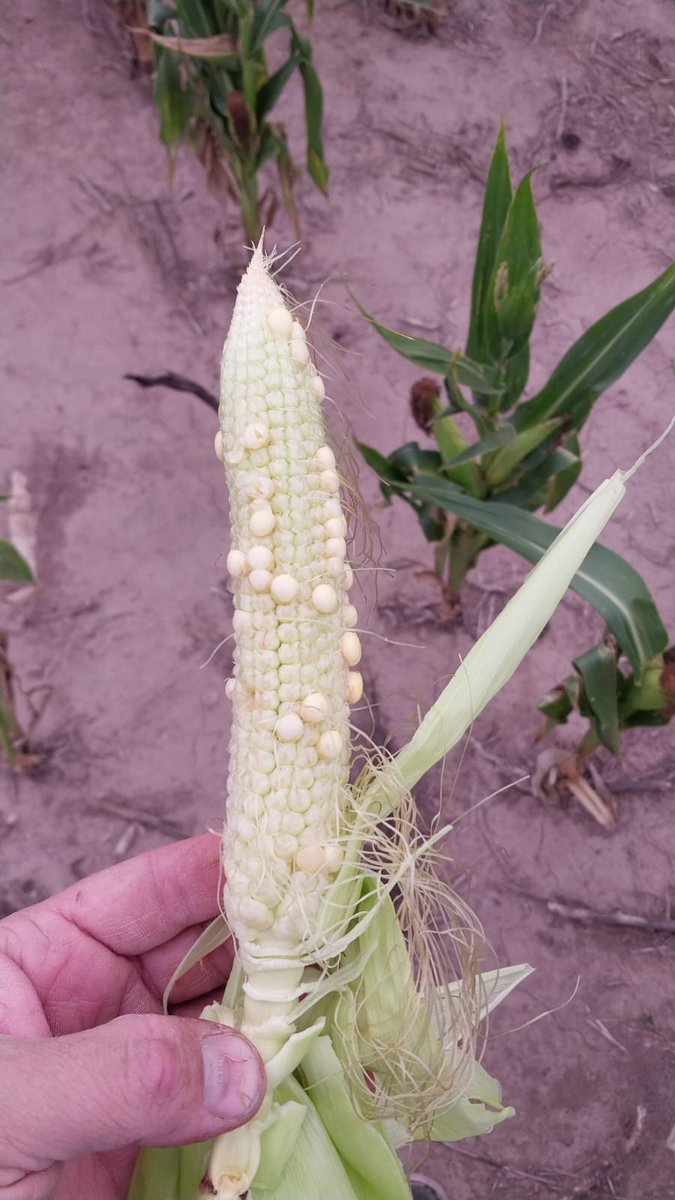 DiegoHugoPerez's tweet photo. El q agarro 50 mm mas, fecha de siembra de 5/1 vs 20/1
Uno no se cosecha, el otro segun fecha de primer helada.... https://t.co/aPrrvMABK2