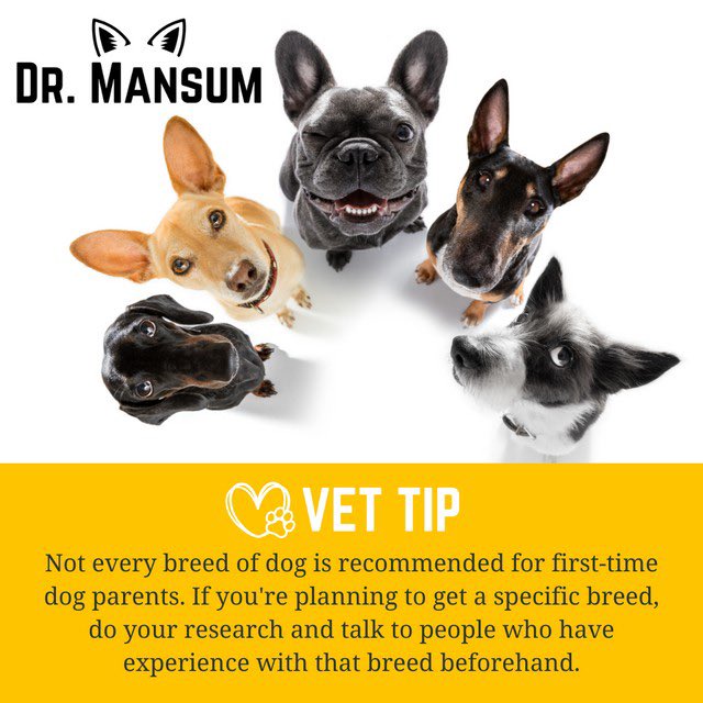drmansum's tweet photo. If you're looking to get a specific dog breed as a first-time #dog parent, listen up! 📣 Not every breed of dog is recommended for newbie owners—some unfortunately have more health or behavioural issues than others. Do your research! #vettip https://t.co/y3vXENEQBg