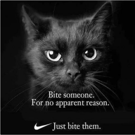 catcavaleri's tweet photo. Happy #caturday! https://t.co/ETZ4MMWJlZ