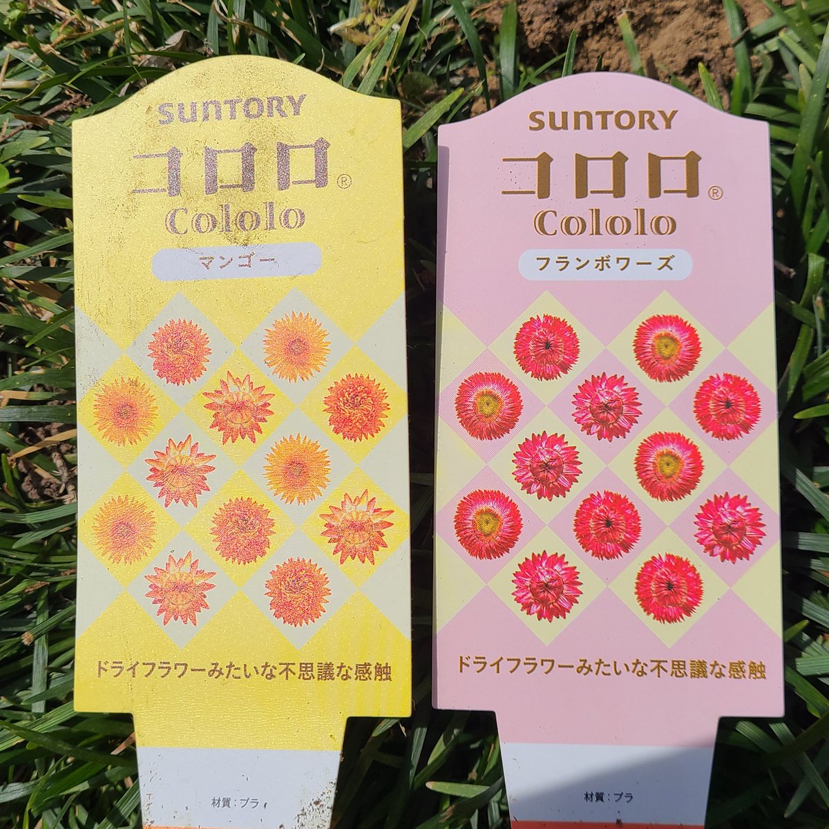 SaeCue's tweet photo. 庭の奥の方に植えてみた🏵️
初めて植える場所…
うまくいくかな～😌

#帝王貝細工 #コロロ #cololo #フランボワーズ #マンゴー #ムギワラギク #ヘリクリサム #strawflower #サントリー #suntory #suntoryflowers #綿半 https://t.co/rUbHsukRkN