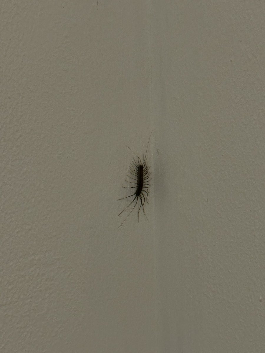 FerCoVi's tweet photo. @Arachno_Cosas hola! Encontré esto al lado de mi cama, es peligroso? https://t.co/1RhuJ5RN3F