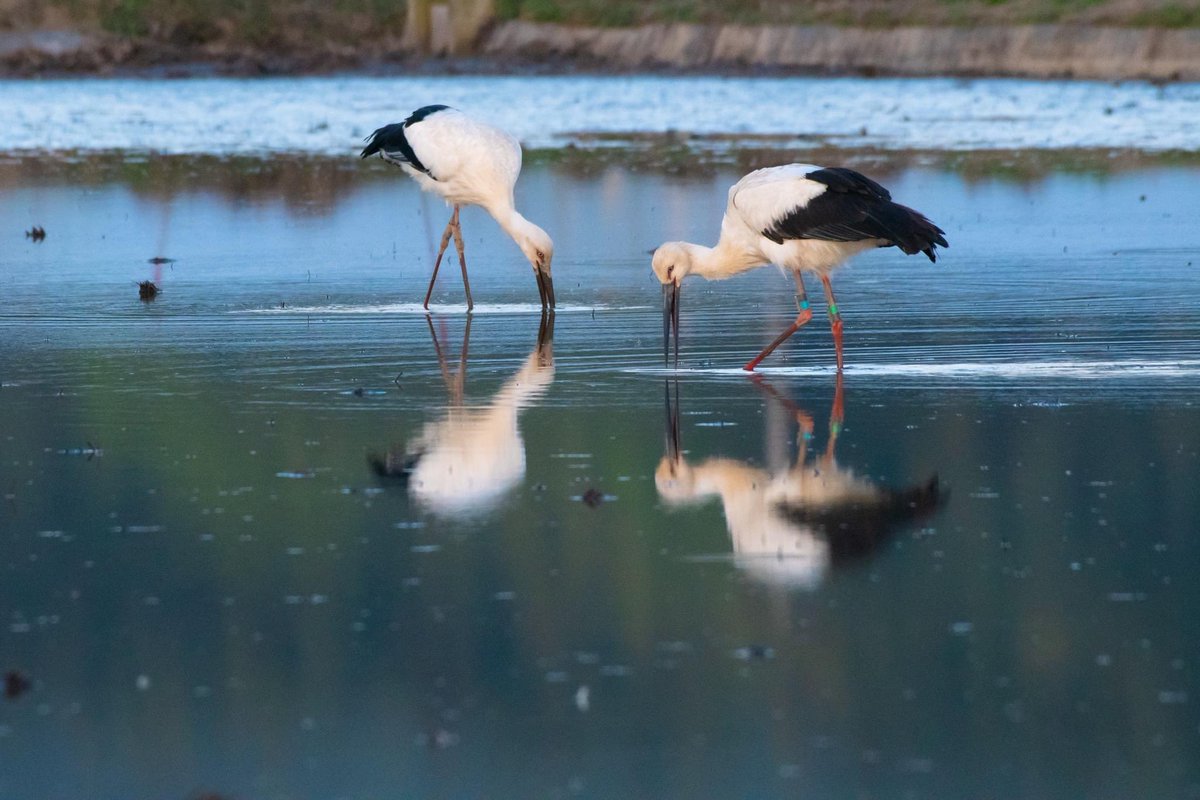 s7t73pf71's tweet photo. 今朝のコウノトリ

#コウノトリ #野鳥 #j0358 #j0463 #j0503 https://t.co/4mhHxOpVn6