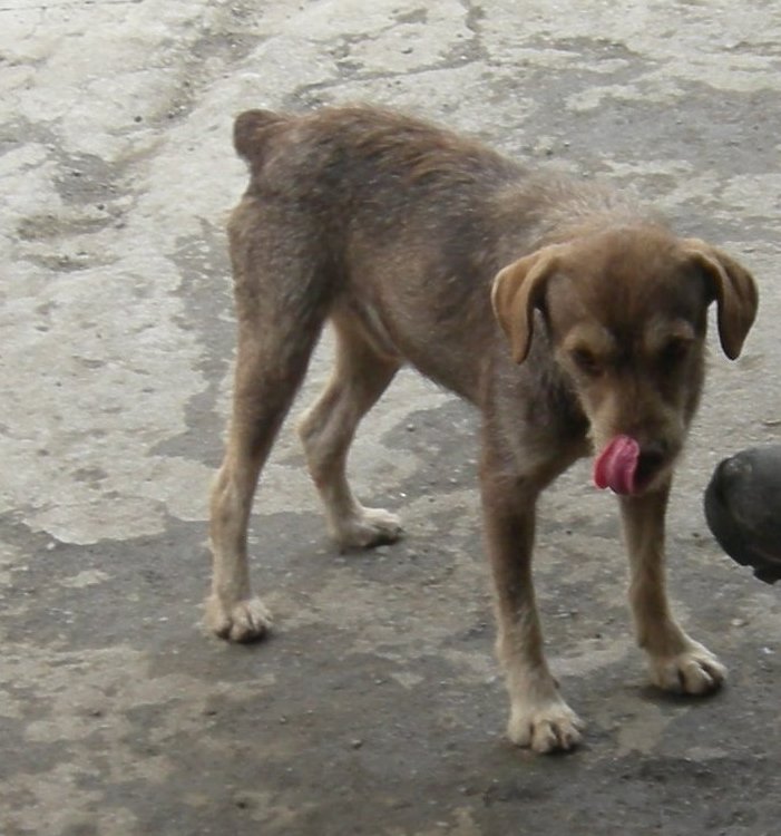 PerroUsuario's tweet photo. Su familia lo busca RT @clarisve: El es Canelo y se perdió ayer por el centro de Caracas, es un viejito nervioso que no sabe andar en la calle. Por favor ayúdenme a difundir. Teléfono 0414.3017936 https://t.co/J3IiJh0fSJ