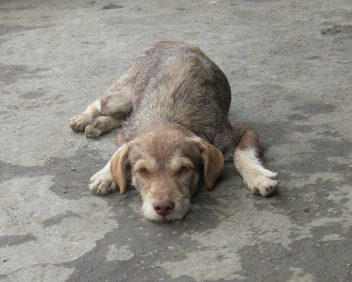 PerroUsuario's tweet photo. Su familia lo busca RT @clarisve: El es Canelo y se perdió ayer por el centro de Caracas, es un viejito nervioso que no sabe andar en la calle. Por favor ayúdenme a difundir. Teléfono 0414.3017936 https://t.co/J3IiJh0fSJ