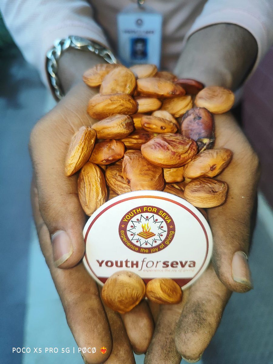 RashmiOdisha7's tweet photo. ଗତକାଲି #EarthDay ଅବସରରେ Youth For Seva ତରଫରୁ ମଞ୍ଜି ସଂଗ୍ରହ କରାଯାଇଛି। ବର୍ଷା ଦିନ ଆସିଲେ ଏହାକୁ #Seedball ଭାବେ ବ୍ୟବହାର କରାଯିବ। ଯାହାକୁ ଜଙ୍ଗଲ ସମ୍ପଦ ବୃଦ୍ଧିରେ ସହାୟକ ହେବ।
@TOIBhubaneswar @otvnews
@IndianExpress
#yfsodisha #seedball #saveearth https://t.co/qwtNgiuKR2