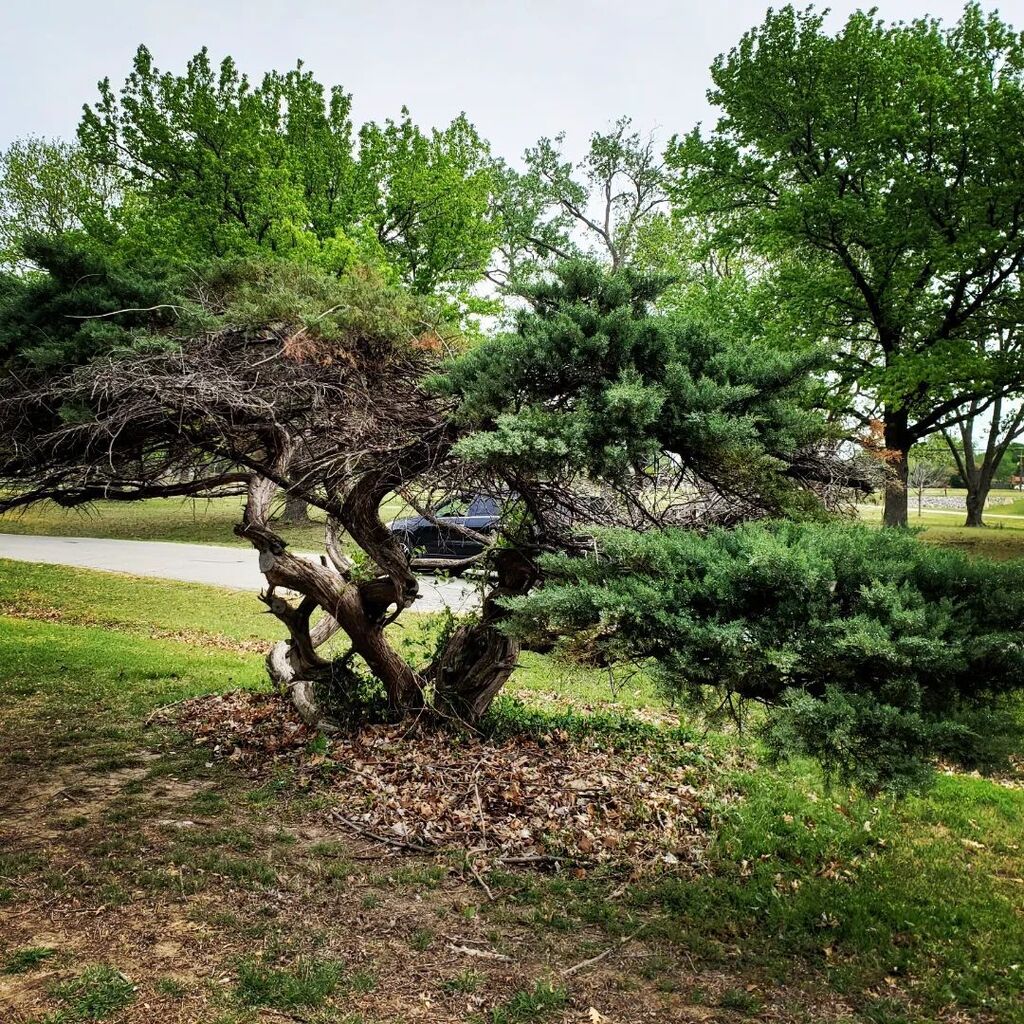 Found this cool looking tree at a little Tulsa park today.

#trees #tree #treesofinstagram #tulsaparksauthority #tulsaparks #tulsatrees #treephotography #treephoto #tulsatreephotos #cellphonephotos #cellphonephotography @tulsaparksandrec @tulsaparks @tul… instagr.am/p/CrXUA7CM7kS/