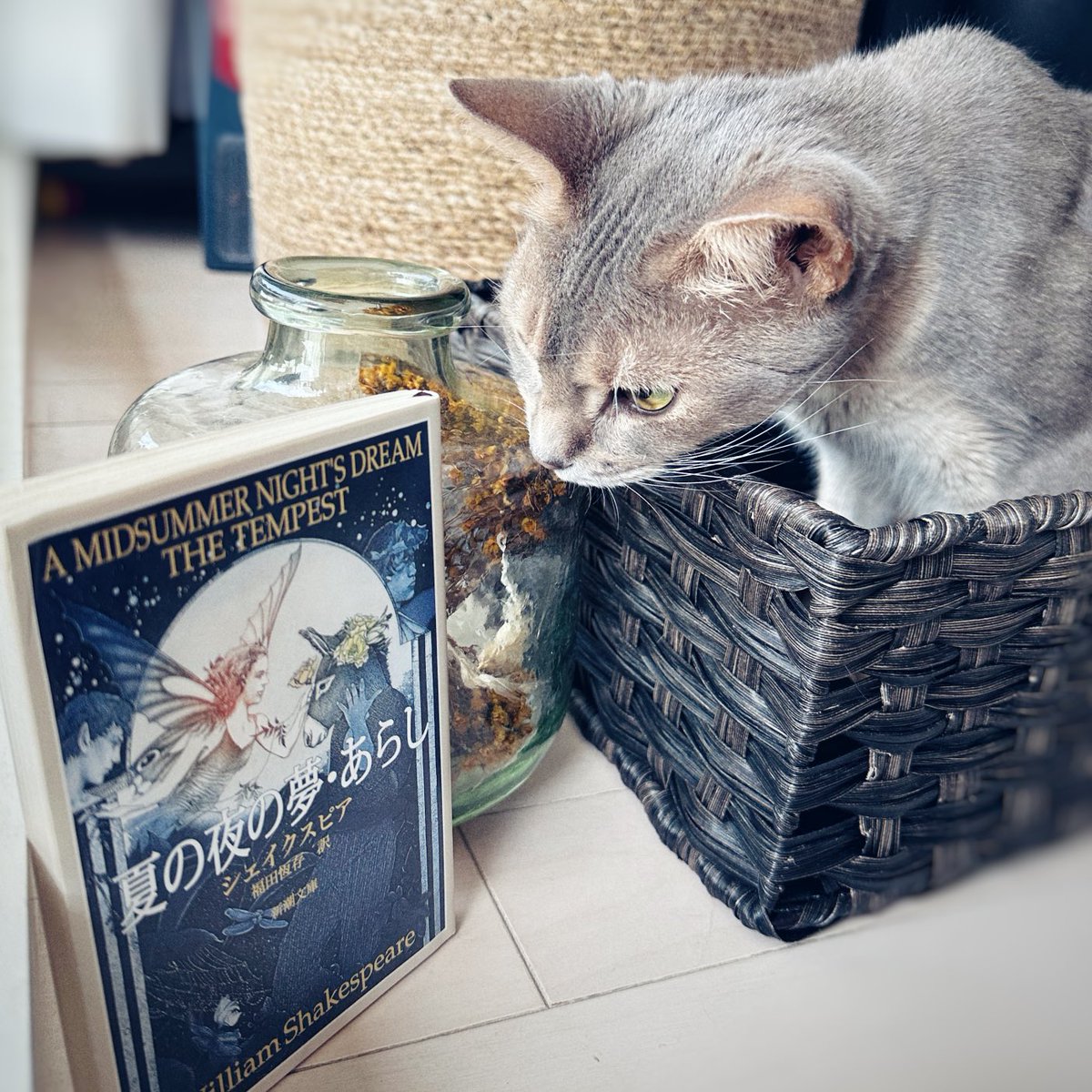 gracecat14's tweet photo. 狂人、恋人、そして詩人は、想像力で出来ている。The lunatic, the lover, and the poet Are of imagination all compact.---(シェイクスピア、Shakespeare)#シェイクスピアの日　#今日の名言　#猫好きさんと繋がりたい　#shakespeareday #猫のいる暮らし　#本のある暮らし　#quote #cat https://t.co/3L1EV1ULHi