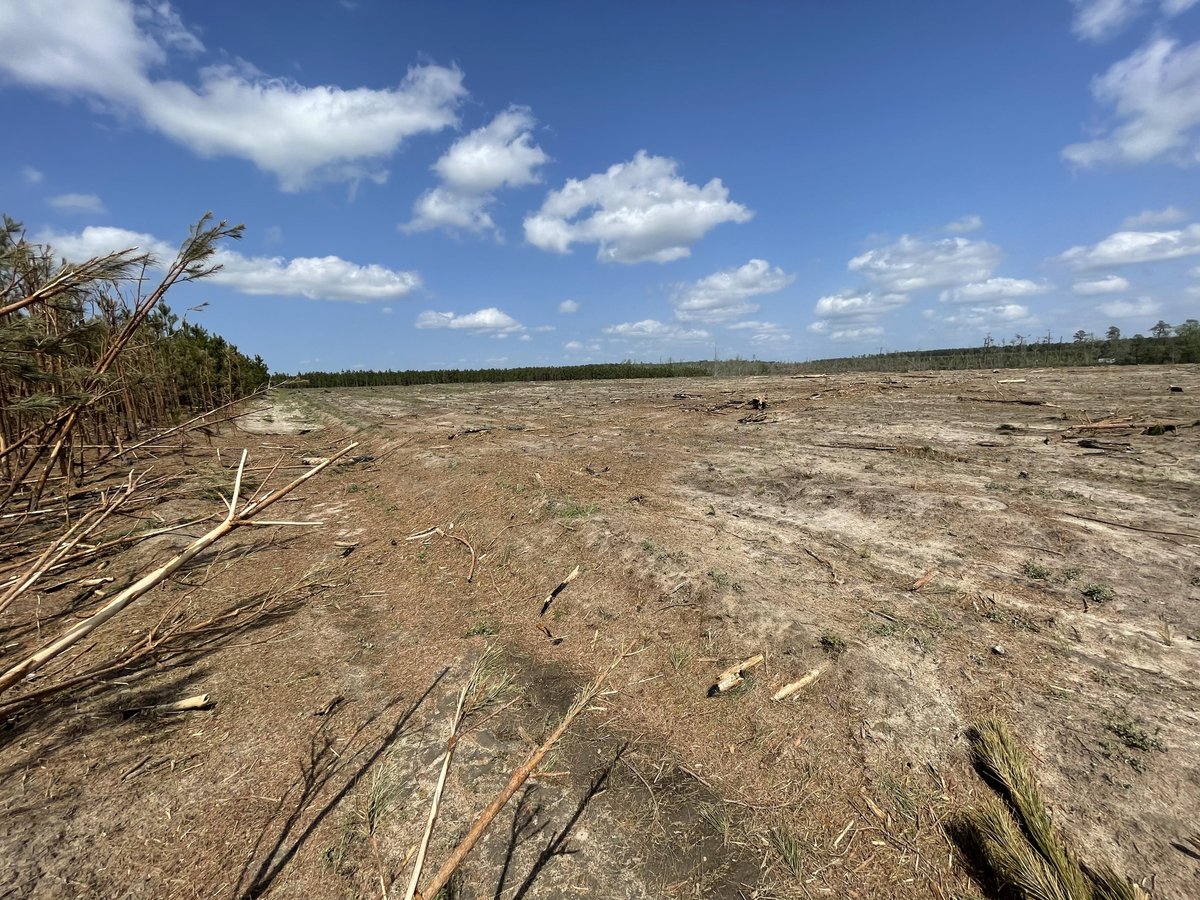 Nicholas Krasznavolgyi on Twitter "Incredible tree damage from a high