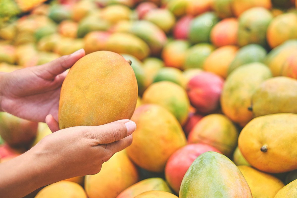 Mango Madness: Exploring the 10 Most Famous and Flavorful Mango Varieties in India

Know more: uniquetimes.org/mango-madness-…

#uniquetimes #LatestNews #mango #india #kingoffruits #alphonsomango
