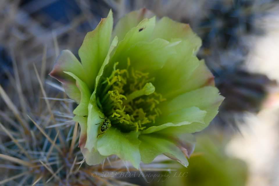 hmariaperry's tweet photo. The cacti attract #beetles that #pollenate the flowers.
#NaturePhotography
#Arizona
#MacronChallenge
#MacroPhotography https://t.co/P47IoaAWon