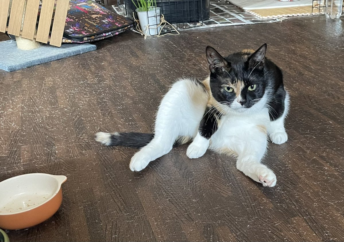 KikisSuper's tweet photo. #CatsOfTwitter #CatsLover
飯はよ、という圧。 https://t.co/XURAUgCmpO