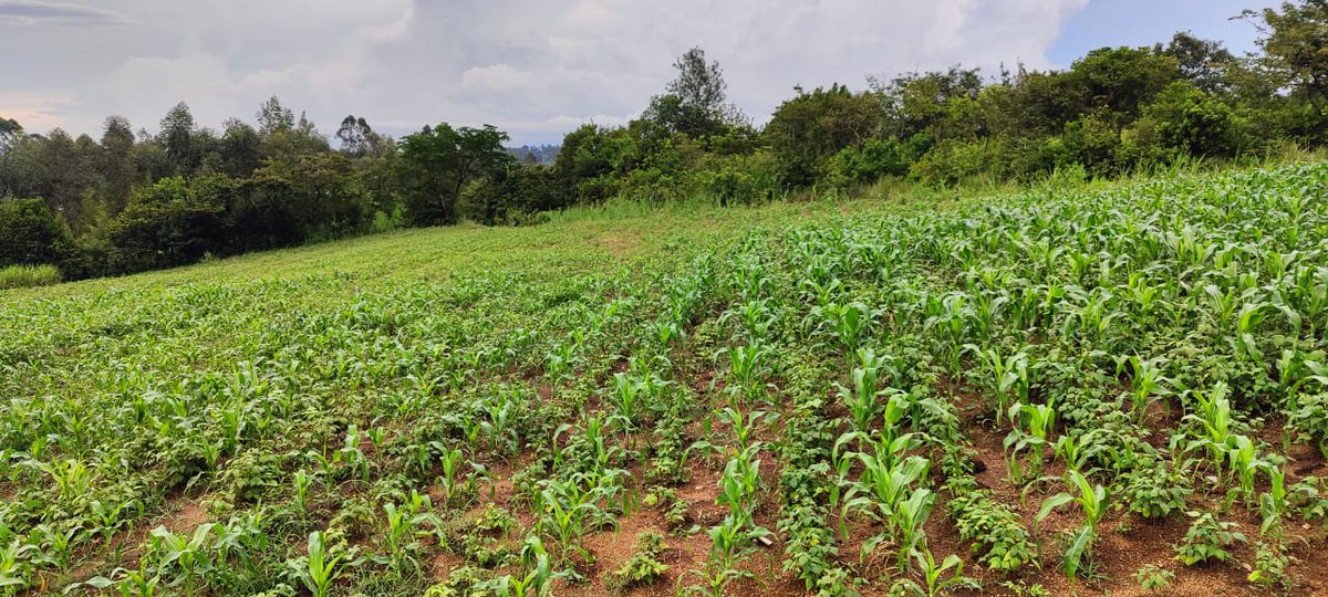 enosvin's tweet image. Celebrating earth day on the farm