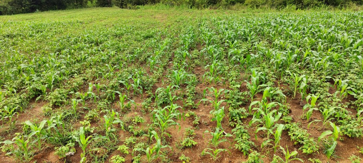 enosvin's tweet image. Celebrating earth day on the farm