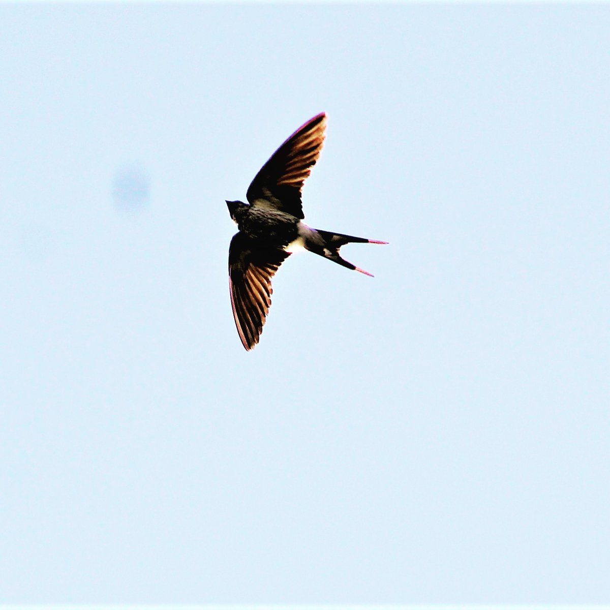 lungampumpula91's tweet photo. Screaming Parties would form at first light and sundown mid April.

Migration time🇿🇦🇿🇦🇿🇦🇿🇦 https://t.co/MkUytkfVVZ