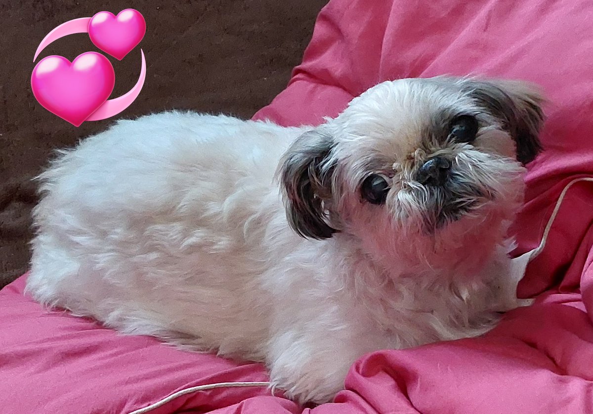こんにちワン🐶💕

実は、お母しゃんが先月
交通事故で
右鎖骨、右後ろ側の肋骨４本の骨折
くも膜下出血、右肺挫傷で
入院で寂しかったれしゅ😭

まだ鎖骨の手術が終わった
ばかりでしゅが元気に
携帯、触れるようになりまちた❗
皆しゃんも気を付けて下さしゃいね🐶❤️

#犬好きさんと繋がりたい