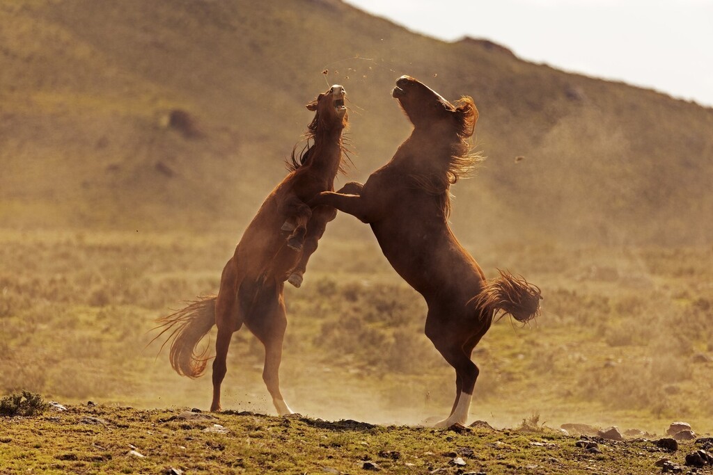 Dancing in the desert
.
.
.
#wildhorsesofinstagram #wildhorses #wildhorse #wildmustang #horse #horsesofinstagram #utah @visitutah @promediagear @canonusa #teamcanon #openland #shotoncanon #earthpix #travel #travelphotography #artofvisuals @huntsphotovide… instagr.am/p/CrW4e0guF1r/