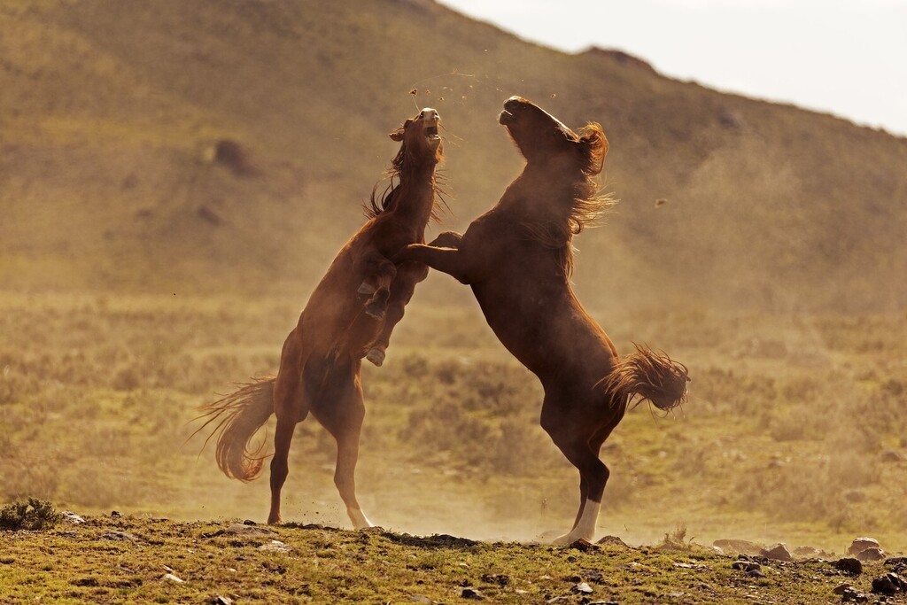 swingmanphoto's tweet photo. Dancing in the desert
.
.
.
#wildhorsesofinstagram #wildhorses #wildhorse #wildmustang #horse #horsesofinstagram #utah @visitutah @promediagear @canonusa #teamcanon #openland #shotoncanon #earthpix #travel #travelphotography #artofvisuals @huntsphotovide… https://t.co/Z3xlMnUud4 https://t.co/MOr0GHOO8d