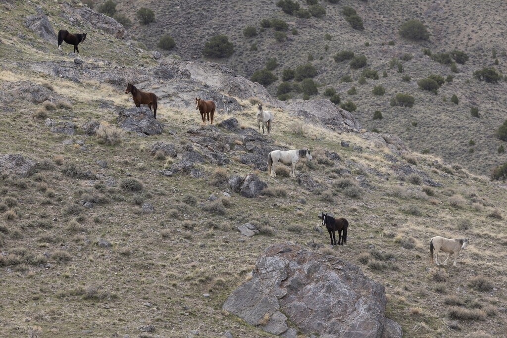 swingmanphoto's tweet photo. Horsescape
.
.
.
#wildhorsesofinstagram #wildhorses #wildhorse #wildmustang #horse #horsesofinstagram #utah @visitutah @promediagear @canonusa #teamcanon #openland #shotoncanon #earthpix #travel #travelphotography #artofvisuals @huntsphotovideo @kuhl https://t.co/EFAHwAKdgs https://t.co/AbqVF33joh