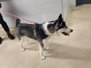 #BEECHWOOD #EASTYORK #Pls RT2unite #FOUND #DOG- 20-Apr-23 #Toronto Animal Services A946283 #PUBLIC L&F 416-338-7297 BLACK #SIBERIANHUSKY F/?Age